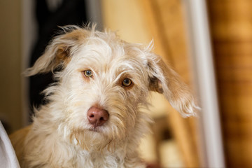 niedlicher blonder Hundewelpe, Mischlingshund schaut in die Kamera, beeindruckende bernsteinfarbene Augen,