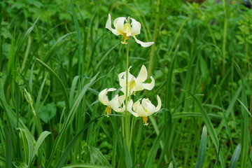 Fawn lily at Bush Pasture Park