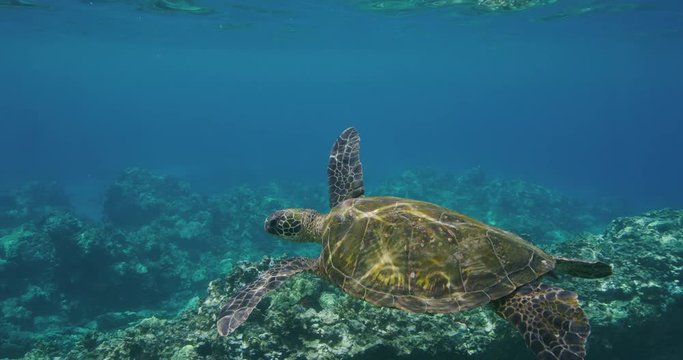 Green sea turtle swimming underwater near coral reef in slow motion, ocean conservation, endangered species, blue planet