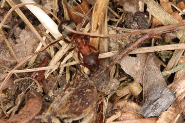 Nest of the red forest-ant (Formica rufa)
