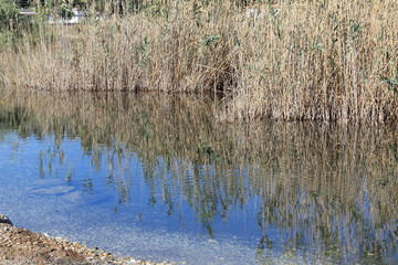 Spiegelbild der Natur