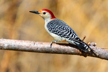 Red bellied woodpecker bird perched on a branch with open background space
