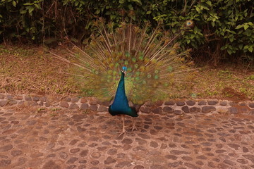 pavo real , ave, animal, emplumar
