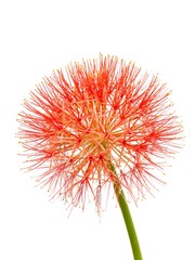 blood lily red flowers on a white background