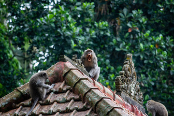 Obraz premium monkeys on the roof