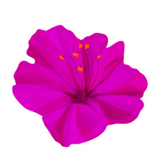 Garden night flower Mirabilis lilac color. Isolated on white background. Vector image for botanical ornament.