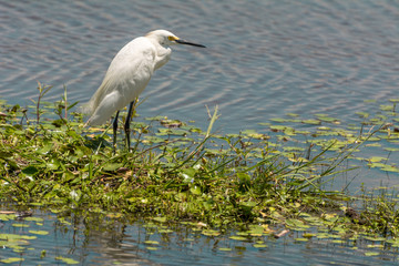 Obraz premium White heron standing on the Lagoa da Chica, in Florianopolis, Brazil.