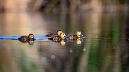 Cute duck family. Natural background. Bird: Common Pochard. Aythya ferina