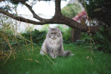 Naklejka na ściany i meble tortoiseshell maine coon cat standing on the lawn in front of a tree