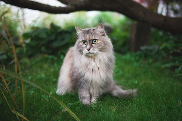 Naklejka na ściany i meble tortoiseshell maine coon cat standing on the lawn in front of a tree looking to the side