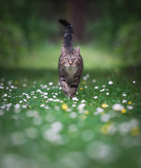 tabby domestic shorthair cat walking towards camera on lawn with covered with daisies