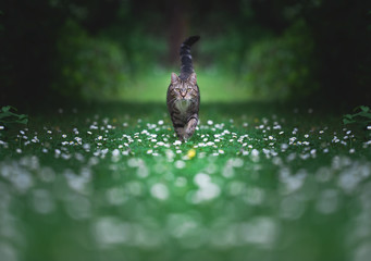 front view of a tabby domestic shorthair cat walking towards camera on lawn with lots of daisies