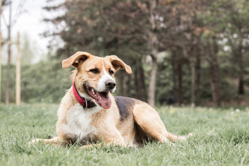 Portrait of cute mixed breed dog
