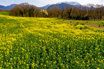 Obraz premium 菜の原が一面に咲く高地の原で大山を背景に1本の桜が満開で美しい。