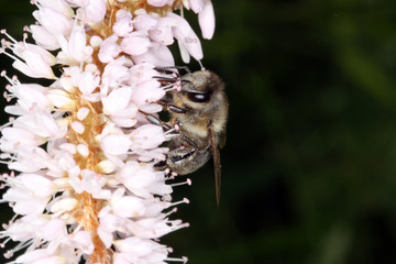 Knotgrass, Polygonum bistorta L., Honeybee, Germany