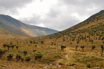 Giant grondsel (Dendresenecio Keniodendron) against a mountain background, Mount Kenya National Park