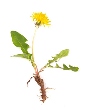A Dandelion Plant isolated on a White Background