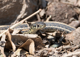 Garter Snake in rocks and leaves