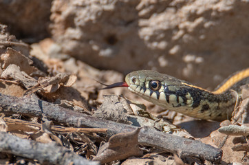 Garter Snake in rocks and leaves