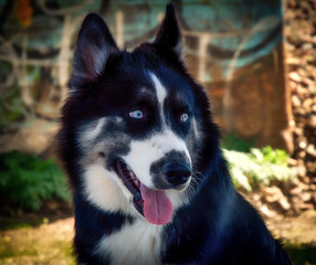 Siberian Husky Portrait with graffiti background