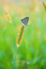 草に止まるしじみ蝶