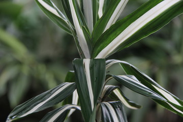 green plant in the garden