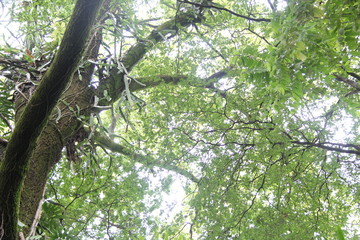 tree in forest