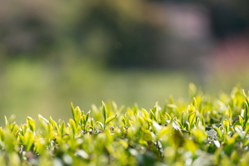 Obraz premium お茶の葉