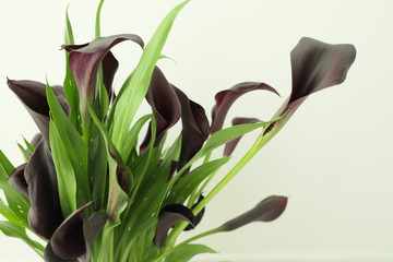Dark violet callas on whait background. Water drops on flower petals