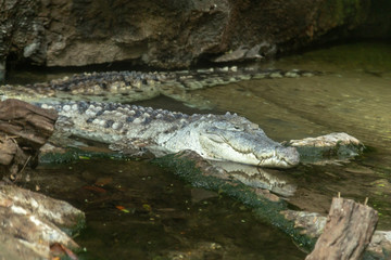 Orinoco crocodile