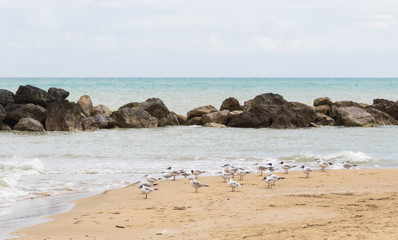 Seagulls on the seashore