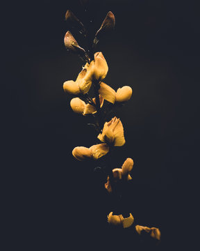Flores de tojo amarillo sobre fondo oscuro