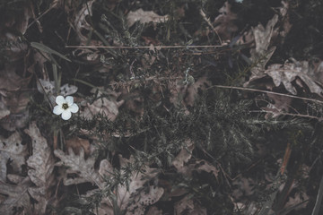 Pequeña flor blanca en suelo de hojas de otoño