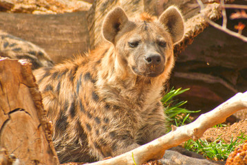 Spotted Hyena in Africa