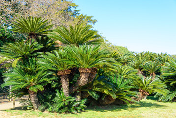 Fototapeta premium 岡山後楽園の大規模なソテツ畑（岡山県岡山市）