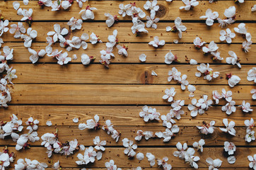 Many white apricot flowers lie on a brown rustic wooden background. Spring concept, top view, copy space.