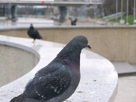 Image of a bird bridge doves. Photo composition