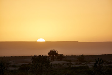 sunrise sahara morning desert oasis