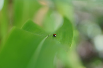 ladybug in leaf 2