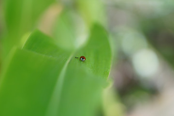 ladybug in leaf 3