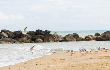 Fototapeta na wymiar Seagulls on the seashore
