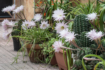 Flowers of cactus out of doors