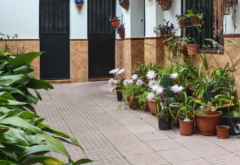 Flowers of cactus out of doors