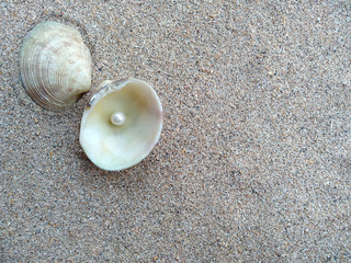 Shells and pearls in the sand. Shell with a pearl on a beach sand. An open sea shell with a pearl inside. Shell with a pearl.