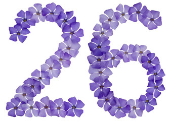 Numeral 26, twenty six, from natural blue flowers of periwinkle, isolated on white background