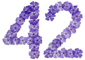 Numeral 42, forty two, from natural blue flowers of periwinkle, isolated on white background