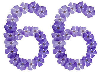 Numeral 66, sixty six, from natural blue flowers of periwinkle, isolated on white background