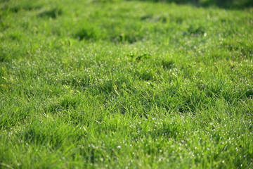 Spring meadow grass with dew