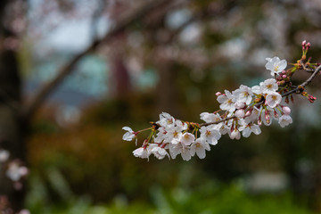 Cherry blossom in spring for background or copy space for text