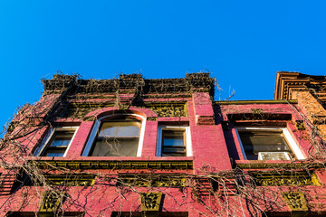 Fototapeta premium Looking up at the vine-covered facade of an old Harlem brownstone building, Manhattan, New York City, USA